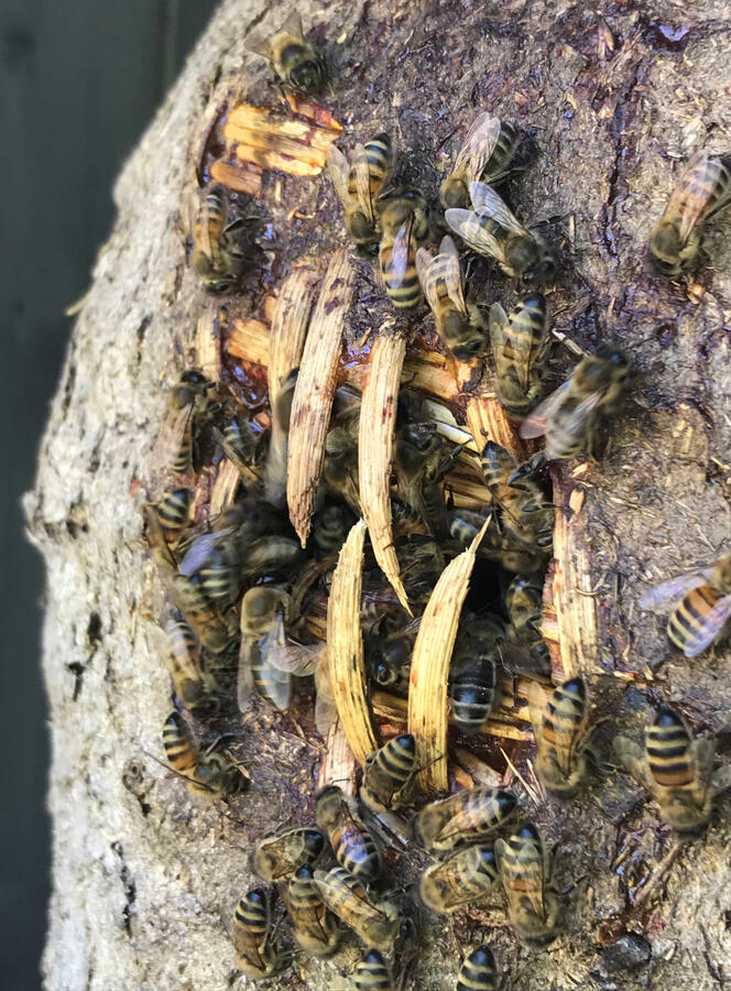 Entrance to Skep Entrance to Skep